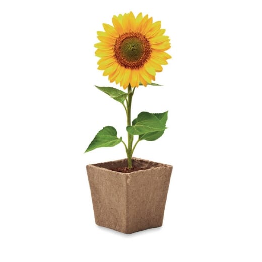 Vaso di torba SUNFLOWER KIT